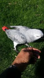 Xmas African Grey For Families