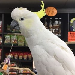 Greater Sulpher Crested Cockatoo