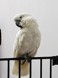 Pair of Beautiful Umbrella Cockatoo Parrots for sale