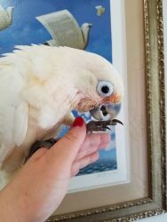 Adorable and Friendly Goffin Cockatoo is Available