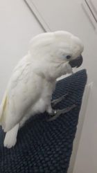 Hand Reared Rare Baby Umbrella Cockatoo