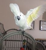 Very Friendly Cockatoo Parrots for Sale
