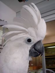White Umbrella Cockatoo Parrots available for sale.