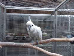 Medium Sulphur-crested Cockatoo