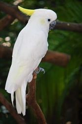 Crested Cockatoo Parrot