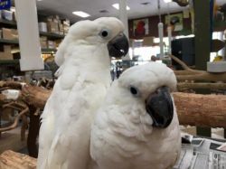 Clean Cockatoo Parrots for birds lovers