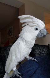 Extremely beautiful and well tamed cockatoo