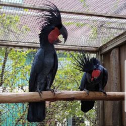 Well tamed black palm cockatoos