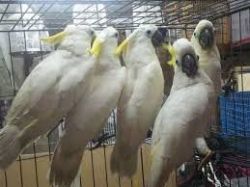 Cocktoo parrots for sale