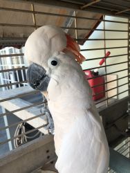Salmon-crested cockatoo with cage