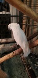 Male cockatoo for sale