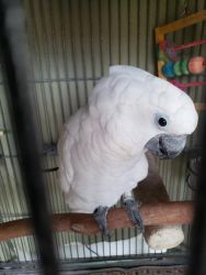 Cockatoo With Cage, Food, & Travel Cage