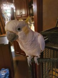 Silver crested cockatoo