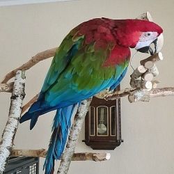 Cockatoo Cute Parrots