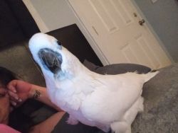 Rehoming my cockatoo