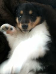 Collie puppies available