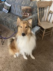 Collie- Lassie type