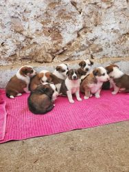 Puppies Looking For Homes!