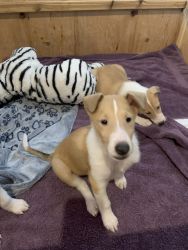Smooth Collie Puppies for Sale