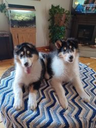 AKC COLLIE PUPPIES (like Lassie)