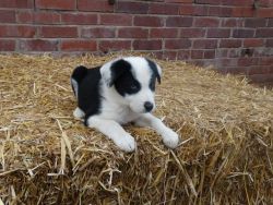 Gorgeous Collie Pups - Ready Now