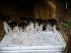 Male Collie pups for sale