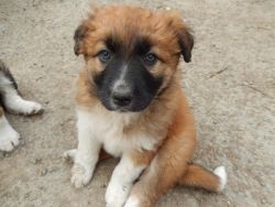 Welsh Collie Dogs and Puppies for sale
