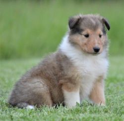 Astonished Collie Puppies For Sale
