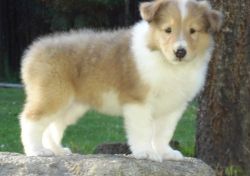 Awesome Collie Puppies Available
