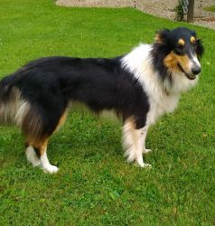 AKC registered collies
