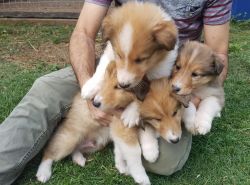 Pure bred Rough collie puppies
