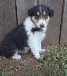 Collie puppies ready