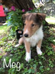 Akc Collie Puppies for sale
