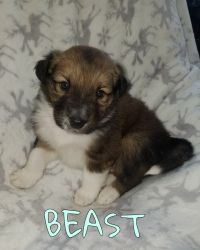 Rough Coated Collie mix Puppies