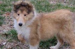 Collie Puppies Ready for sale.