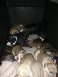 Puppies for sale.