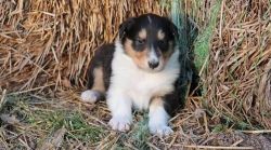 Collie puppies for sale.