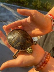 Yellow Bellied Turtle