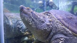 Big snapping turtle