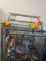 Jenday and sun conure for sale
