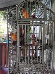 Two conures in need of a new home