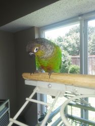 Conures for sale with cage