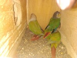Pineapple conure chicks availabe .4200 each