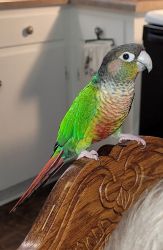 CONURE, CAGE and ACCESSORIES FOR SALE