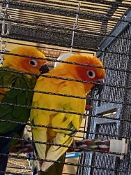 Male and female sun conure sold as a pair