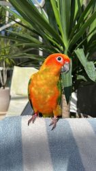Sun Conure 8 months + cage and etc