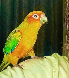 Young Sun Conure, Cage/Accessories included