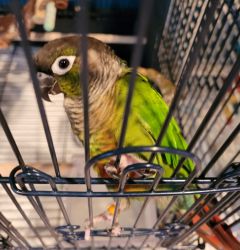 Green cheek and Pineapple Conure for rehoming