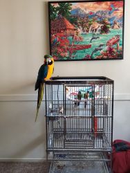 Two conures