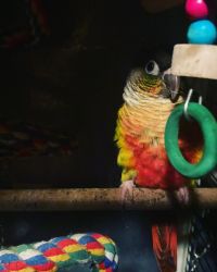 Baby hand raised conures for sale